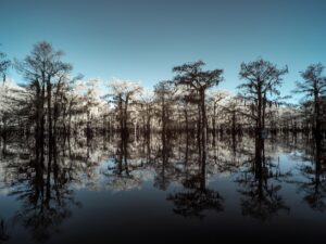 Forest of Mirrors